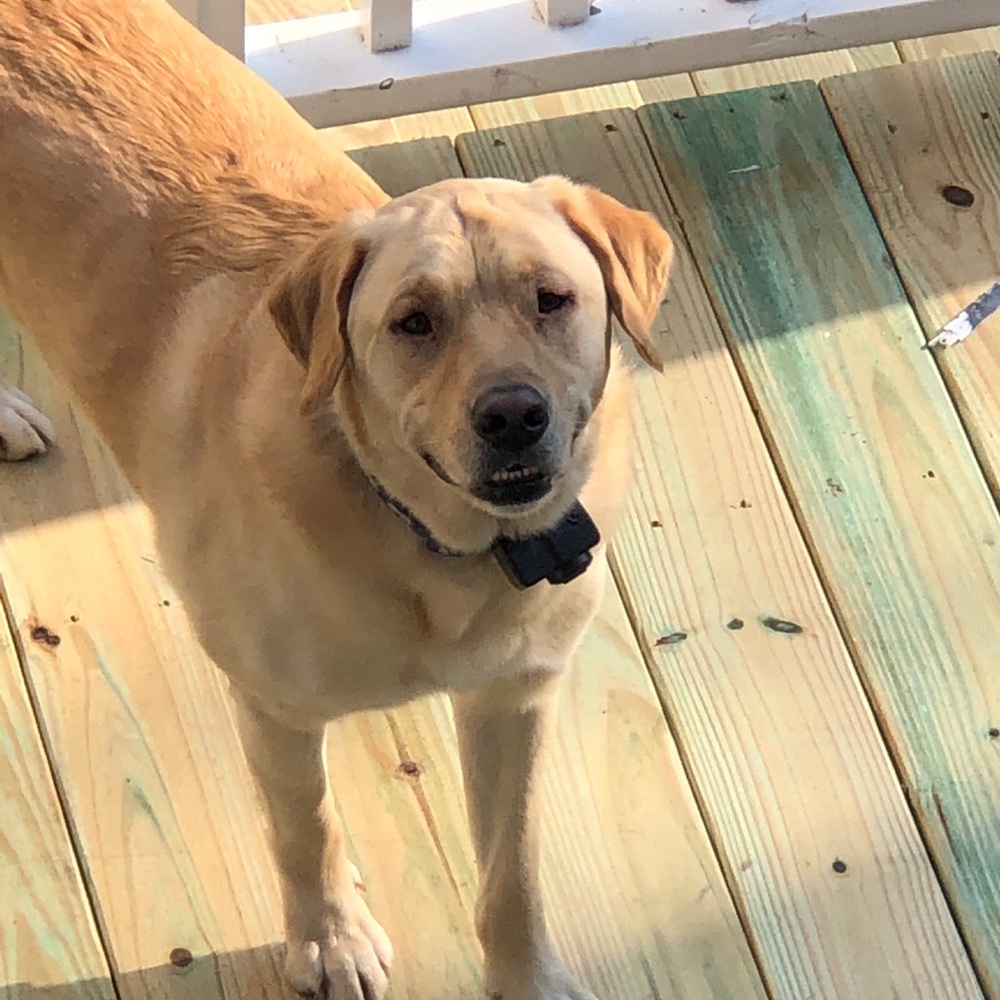 Meet your Posher, Luci